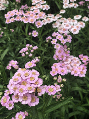 Achillea Yarrow Love Parade Garden Flower Drought tolerant Plant Seeds