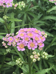 Load image into Gallery viewer, Siberian Yarrow, &#39;Love Parade&#39;
