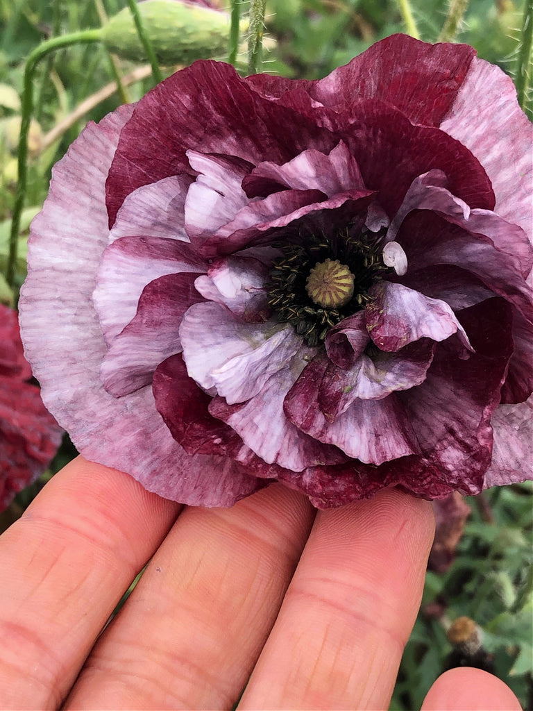 Poppy, Shirley, 'Pandora' | Uprising Seeds