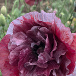 Load image into Gallery viewer, Poppy, Shirley, &#39;Pandora&#39;
