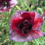 Load image into Gallery viewer, Poppy, Shirley, &#39;Pandora&#39;
