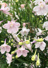 Delphinium, Chinese, 'Pink Butterfly'