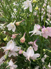 Load image into Gallery viewer, Delphinium, Chinese, &#39;Pink Butterfly&#39;
