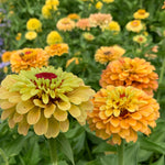 Load image into Gallery viewer, Zinnia, &#39;Queen Lemon Peach&#39;
