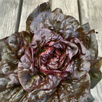 Load image into Gallery viewer, Lettuce, &#39;Queen of Hearts&#39;
