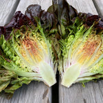 Load image into Gallery viewer, Lettuce, &#39;Queen of Hearts&#39;
