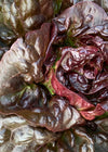 Lettuce, 'Queen of Hearts'