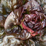 Load image into Gallery viewer, Lettuce, &#39;Queen of Hearts&#39;
