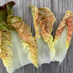 Load image into Gallery viewer, Lettuce, &#39;Queen of Hearts&#39;
