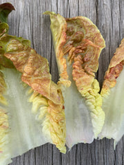 Load image into Gallery viewer, Lettuce, &#39;Queen of Hearts&#39;
