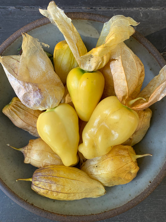 Tomatillo, 'Queen of Malinalco'