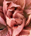 Radicchio (Rosa del Veneto), 'Rosato'