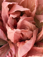 Load image into Gallery viewer, Radicchio (Rosa del Veneto), &#39;Rosato&#39;
