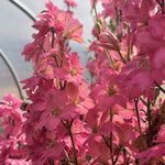 Load image into Gallery viewer, Larkspur, &#39;Salmon Beauty&#39;
