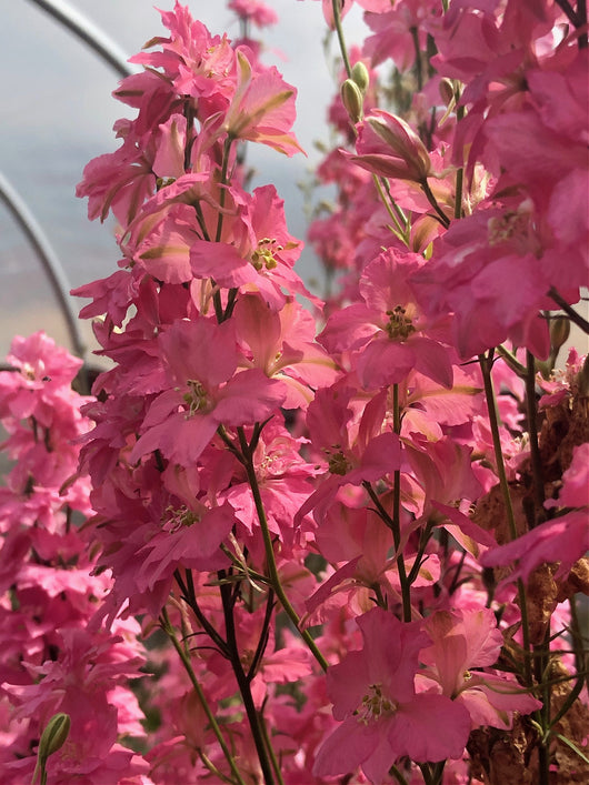 Larkspur, 'Salmon Beauty'
