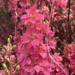 Load image into Gallery viewer, Larkspur, &#39;Salmon Beauty&#39;
