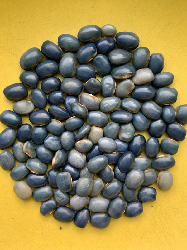 Bean, Pole Dry, 'San Bernardo Blue'