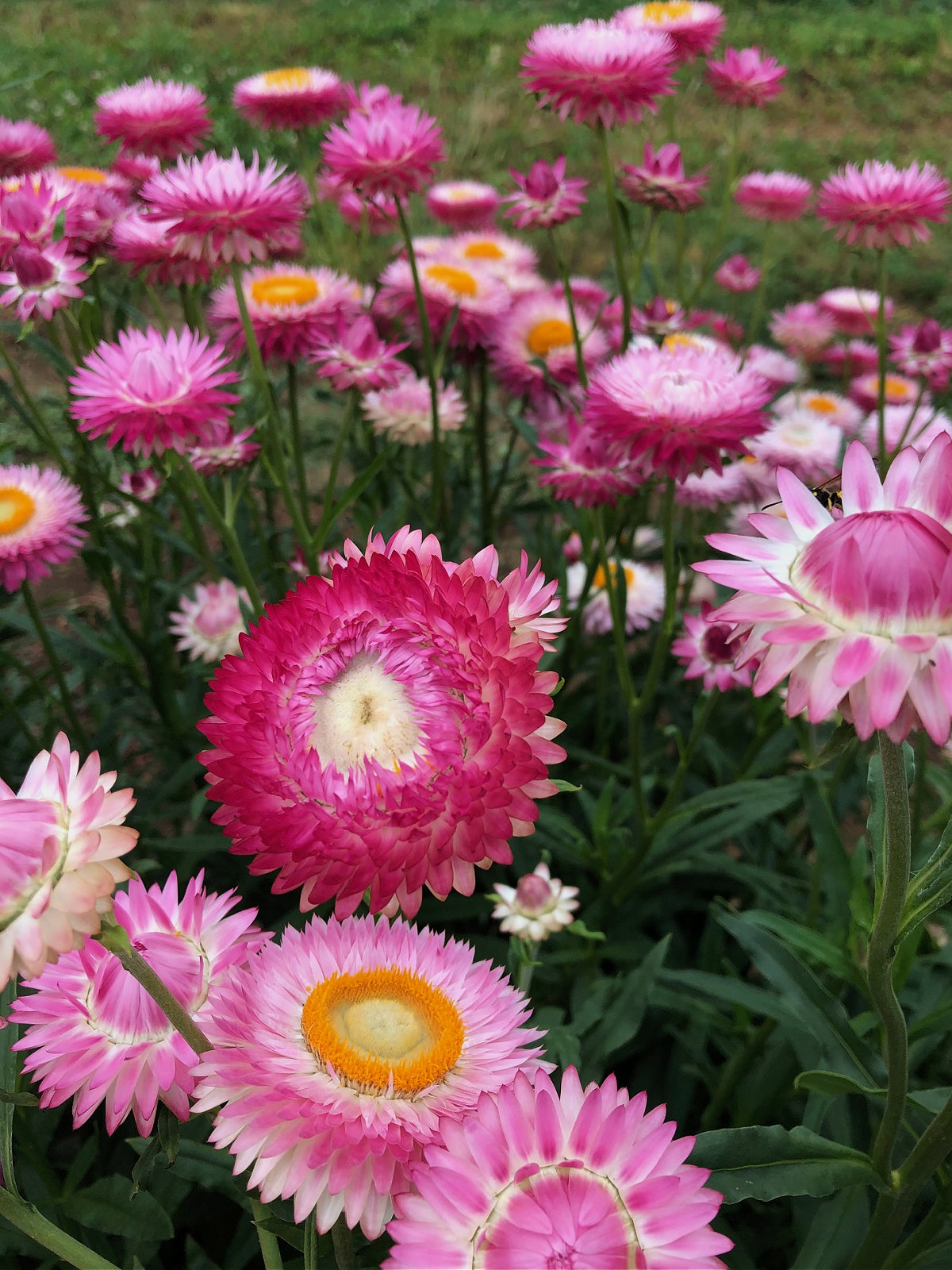 Flowers | Uprising Seeds