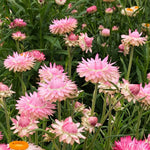 Load image into Gallery viewer, Strawflower, &#39;Silvery Rose&#39;
