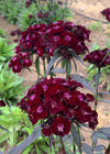Dianthus, 'Sooty'