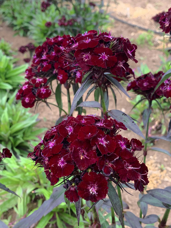 Dianthus, 'Sooty'