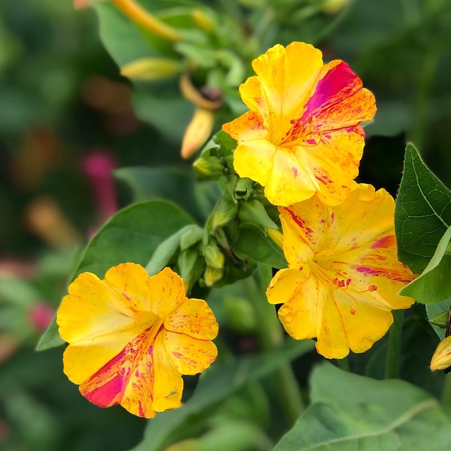 Flowers | Uprising Seeds