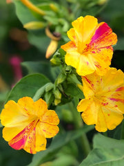 Load image into Gallery viewer, Four O&#39;Clocks, &#39;Strega&#39;
