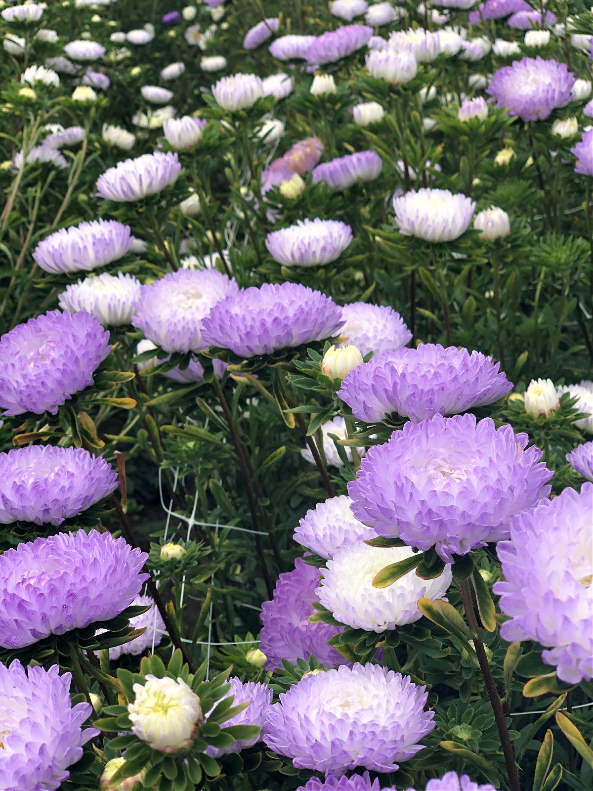 Flowers | Uprising Seeds