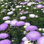 Load image into Gallery viewer, Aster, China, &#39;Tower Silver&#39;
