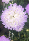 Aster, China, 'Tower Silver'