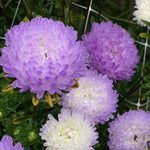 Load image into Gallery viewer, Aster, China, &#39;Tower Silver&#39;
