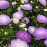 Load image into Gallery viewer, Aster, China, &#39;Tower Silver&#39;
