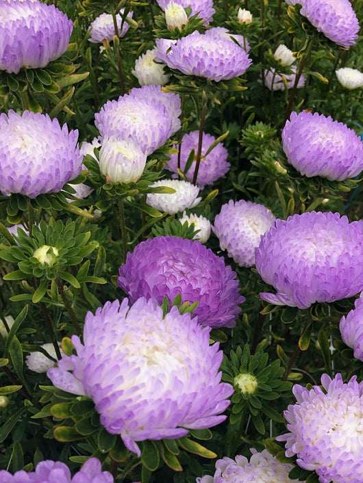 Aster, China, 'Tower Silver'