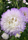 Aster, China, 'Tower Silver'