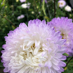 Load image into Gallery viewer, Aster, China, &#39;Tower Silver&#39;
