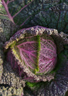 Cabbage, 'Verza Moretta di Veronella'