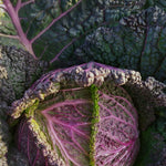 Load image into Gallery viewer, Cabbage, &#39;Verza Moretta di Veronella&#39;
