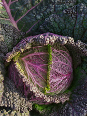 Load image into Gallery viewer, Cabbage, &#39;Verza Moretta di Veronella&#39;
