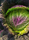 Cabbage, 'Verza Moretta di Veronella'