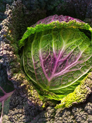 Load image into Gallery viewer, Cabbage, &#39;Verza Moretta di Veronella&#39;
