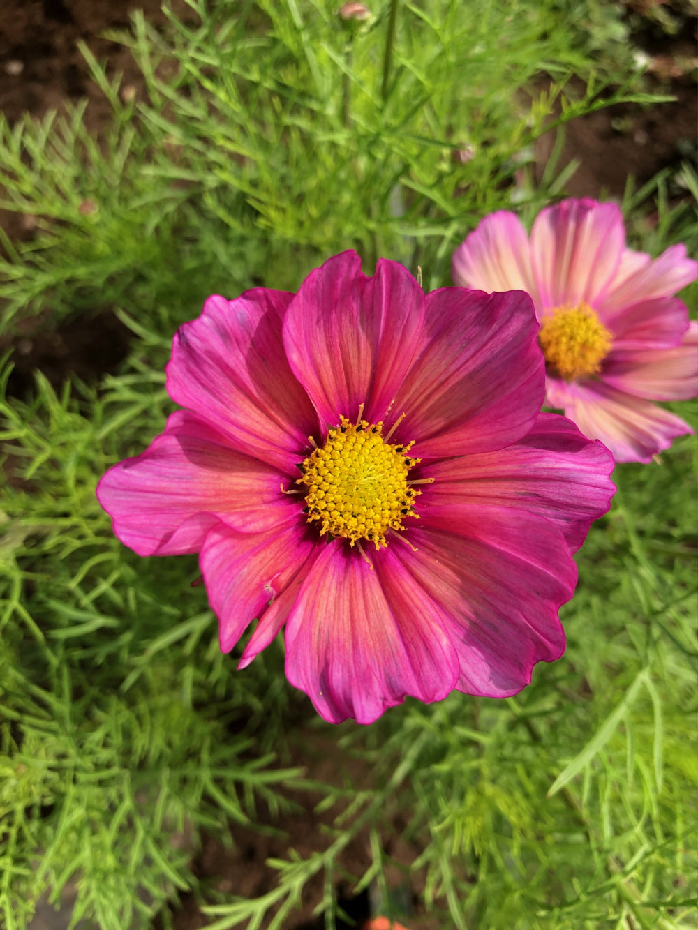 Flowers | Uprising Seeds