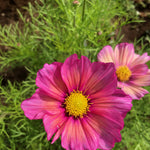 Load image into Gallery viewer, Cosmos, &#39;Xsenia&#39;
