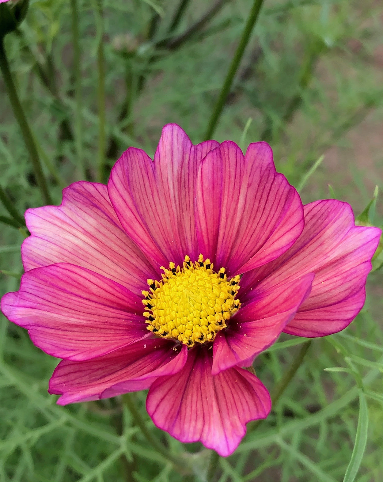 Flowers | Uprising Seeds