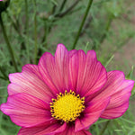 Load image into Gallery viewer, Cosmos, &#39;Xsenia&#39;
