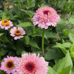 Load image into Gallery viewer, Zinnia, &#39;Zinderella Lilac&#39;
