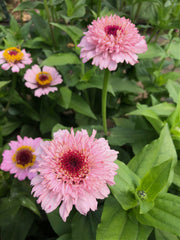 Load image into Gallery viewer, Zinnia, &#39;Zinderella Lilac&#39;
