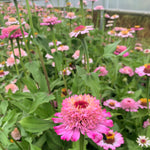 Load image into Gallery viewer, Zinnia, &#39;Zinderella Lilac&#39;
