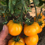 Load image into Gallery viewer, Tomato, &#39;Afghan&#39;
