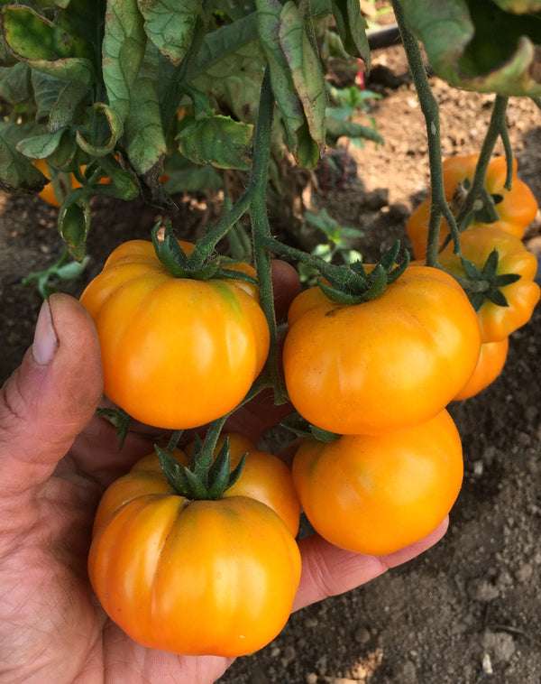 Tomato, 'Afghan'