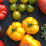 Load image into Gallery viewer, Tomato, &#39;Afghan&#39;
